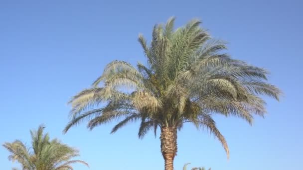 棕榈树和风 — 图库视频影像