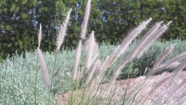 High Grass Colossus Swings Wind — Stock Video