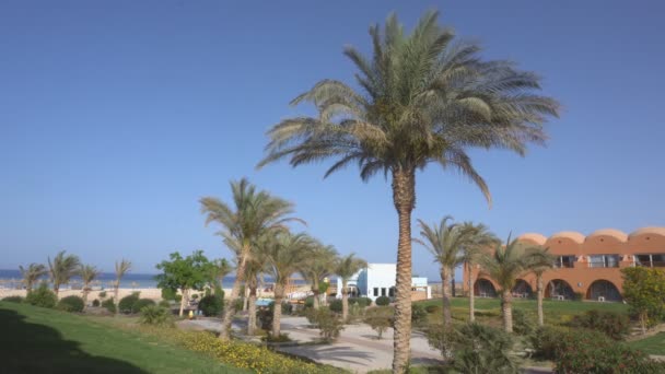 Palme Garten Eines Ägyptischen Hotels — Stockvideo