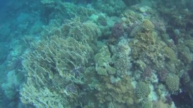 Kızıldeniz. Su Altında Balık Yaşamı