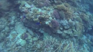 Kızıldeniz. Su Altında Balık Yaşamı