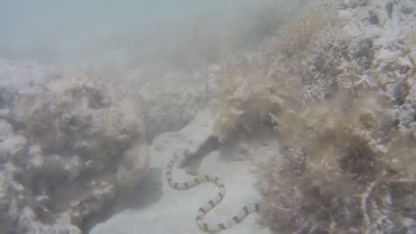 Serpente Marino Sott Acqua — Video Stock