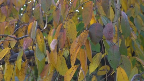 Árbol Con Hojas Otoño Coloridas — Vídeos de Stock