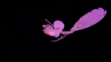 Alfa kanalı, loopable ile soyut hareketli arka plan