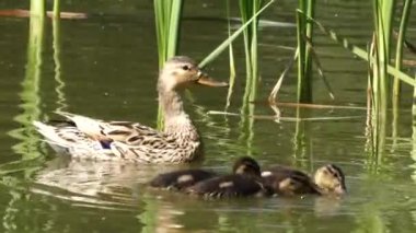 Yaban ördeği ailesi, bir yaz havuzunda yüzen civcivile anne