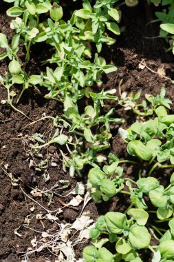 Yeşil çimenler ve kuru çimenler