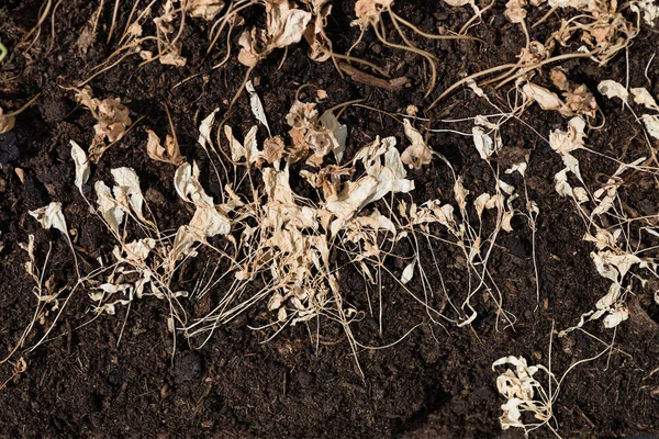 Dry grass on brown ground — Stock Photo, Image