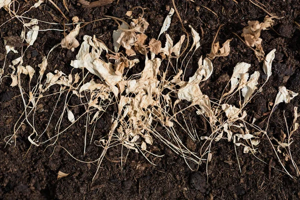 Dry grass on brown ground — Stock Photo, Image