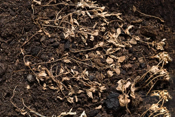 Dry grass on brown ground — Stock Photo, Image