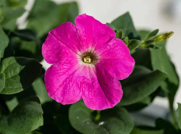 Petunia rosa aislada sobre fondo blanco — Foto de Stock