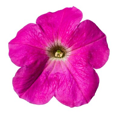 Beyaz arkaplanda tek pembe petunya