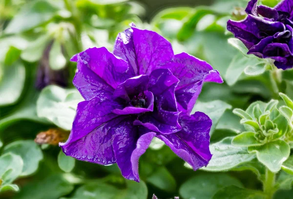 Single purple petunia isolated on green background — Stock Photo, Image