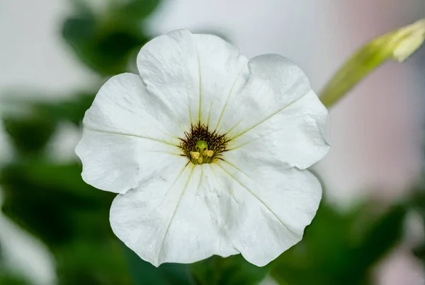 Pétunia blanc isolé sur fond vert — Photo