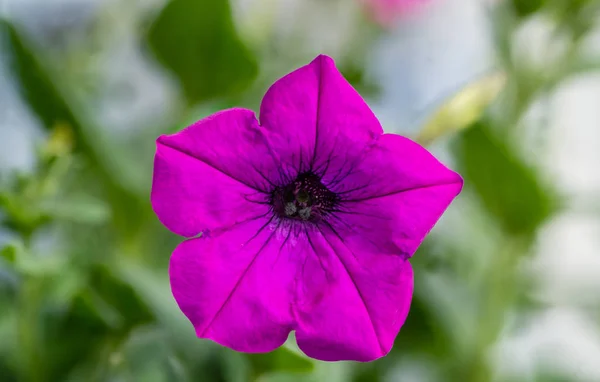单粉红色 petunia 隔离在绿色背景 — 图库照片