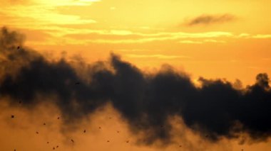 Dark bird silhouettes in dramatic black smoke with orange dawn sky