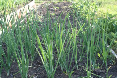 Siyah zemin üzerinde Bahçe yatak yaz sezonunda ev bahçe kırsal kesimde organik büyüyen soğan ampul
