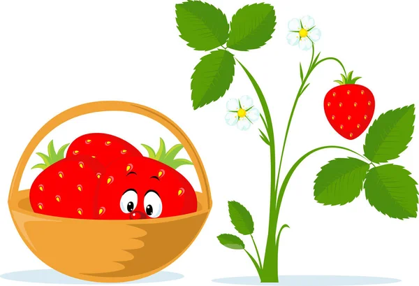 Erdbeer Cartoon Korb Und Erdbeerpflanze Flache Vektorillustration — Stockvektor