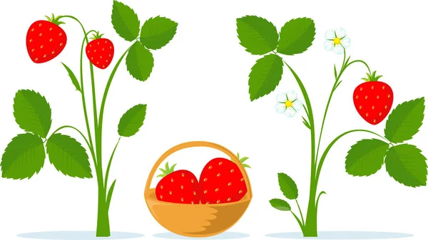 Fragola Frutta Foglie Fiore Piatto Vettoriale Illustrazione — Vettoriale Stock