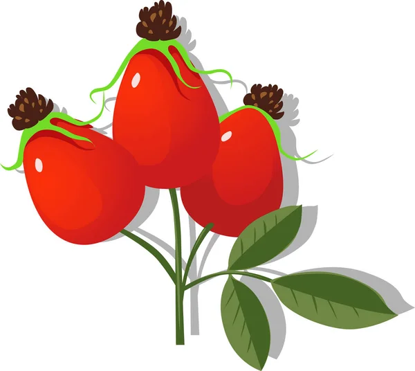 Rose Hip Vector Ilustração Isolado Fundo Branco —  Vetores de Stock