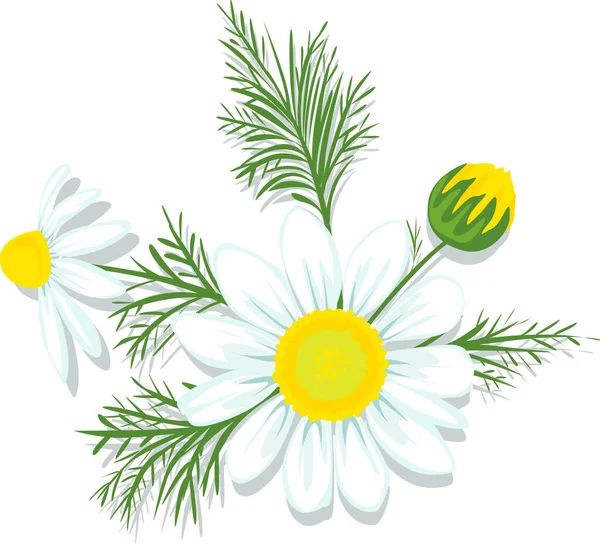 Chamomile Vector Illustration Isolated White Background — Stock Vector