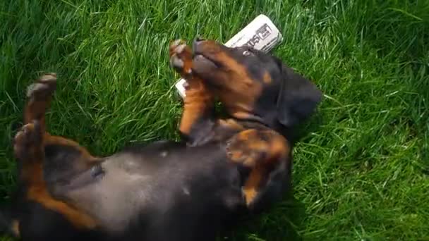 Playing with black and brown dachshund puppy on a green lawn. — Stock Video