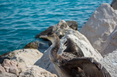 Tepeli karabatak veya ortak karabatak Phalacrocorax aristotelis Hırvatistan