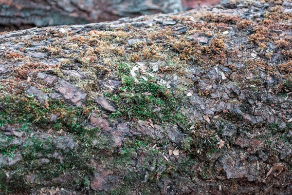 ツリーの木の幹は、緑の苔で覆われています。自然のデザイン コンセプト。魅惑的な非滑らかな表面の背景. — ストック写真