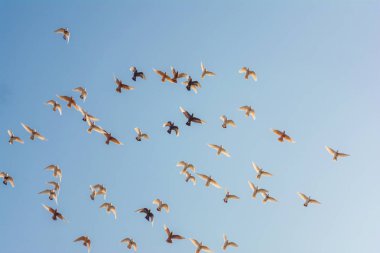 Uçan güvercinler sürüsü düşük açılı, güzel mavi gökyüzü, Özgürlük kavramı vurdu. Beyaz güvercinler sürüsü uçan.