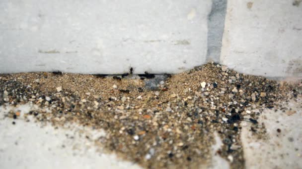 Ants Workers Entering House Leaving Anthill. Ants crawl along the wall and the threshold of the house. — Stock Video