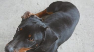 Erkek Dachshund yukarıya bakıyor. Şirin komik Dachshund Köpek.