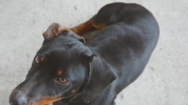 Αρσενικό είδος γερμανικού κυνηγετικού σκύλου κοιτώντας ψηλά. Χαριτωμένο αστείο, είδος γερμανικού κυνηγετικού σκύλου σκύλος. — Αρχείο Βίντεο