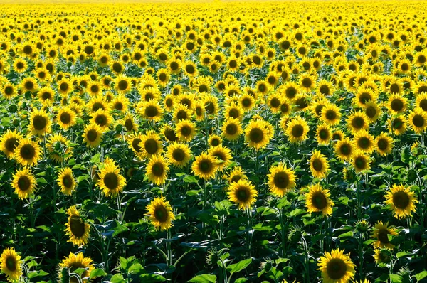 Beautiful sunflower field — Stock Photo, Image