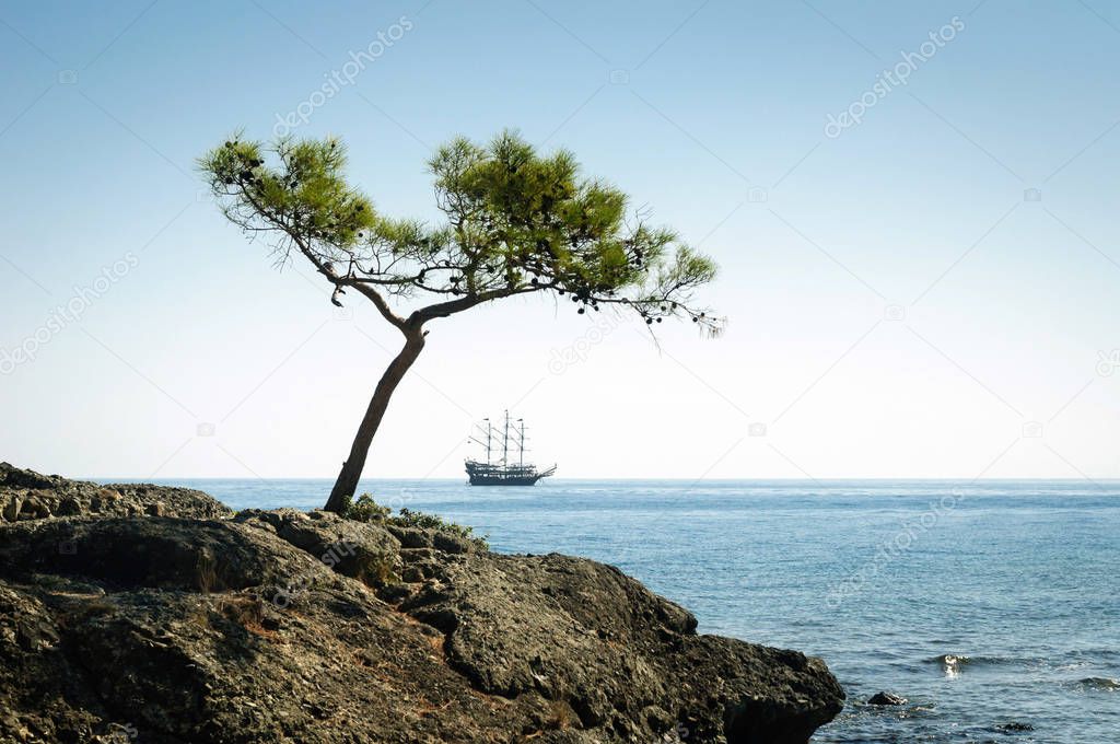 Lonely pine on the shore of the sea