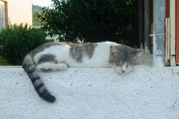 Сплячий кіт вулиці — стокове фото