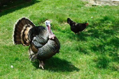 Türkiye'nin kuş ile renkli bir kuyruk çözünmüş