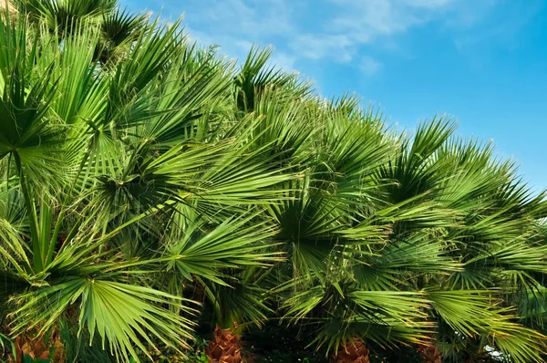 Schöne Tropische Palmen Blauen Sonnigen Himmel Hintergrund — Stockfoto