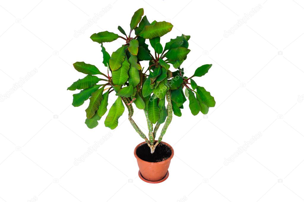 Home plant euphorbia leuconeura tree-like form isolated.