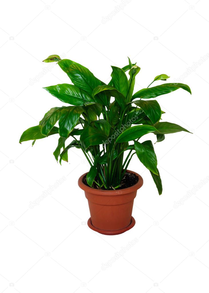Spathiphyllum flower in a brown pot isolated on white background