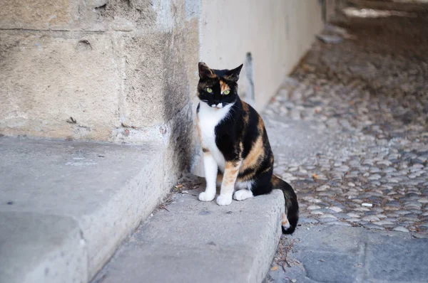 Чорно Білий Червоний Кіт Знаходиться Сходах Греція — стокове фото