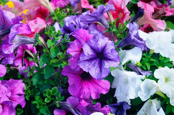 Güzel rengarenk petunyalar.