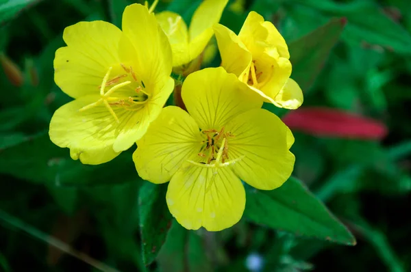 Lindas flores amarelas de Oenothera . — Fotografia de Stock