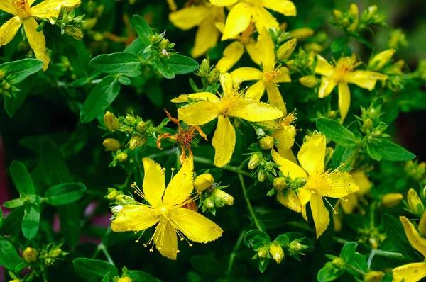 Leuchtend gelbe Blüten von Hypericum. — Stockfoto