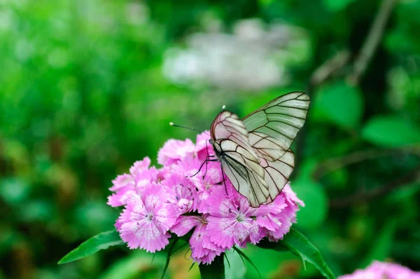 흰 나비 aporia Crataegi 핑크 dianthus barbatus에. — 스톡 사진