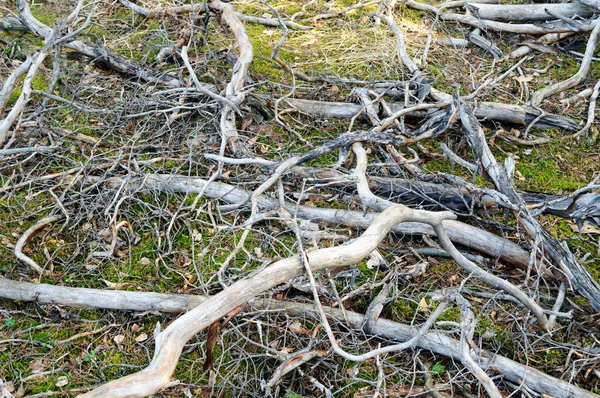 Rottura di rami d'albero secchi nodosi in una radura forestale . — Foto Stock