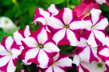 Petunia Cascadias İki renkli Cabernet beyaz mor.