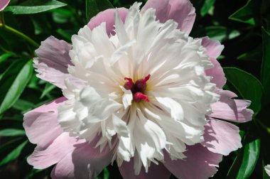 Beyaz pembe peony çiçek açan.