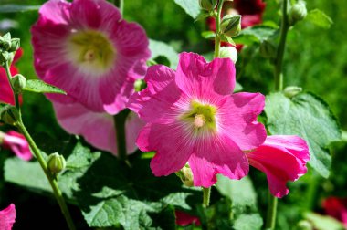 Yeşil bahçe renkli yumuşak odak pembe ebegümeci çiçekler.