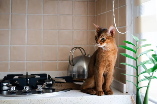 Ocakta oturan güzel Abyssinian yavru kedi.