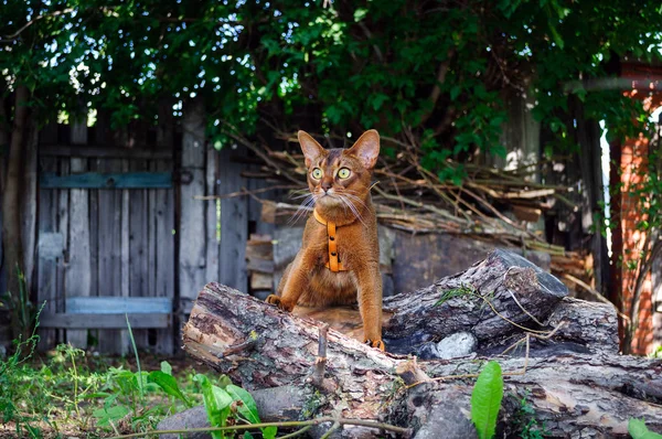 Abyssinian cat in a collar sitting on the logs in the garden.