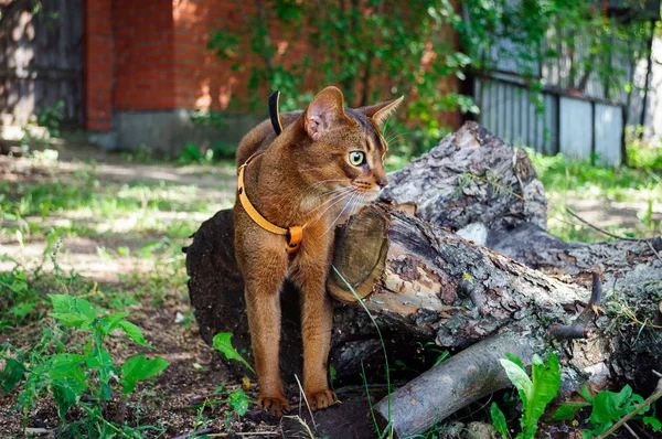 Рудий Абіссінський Кіт Гуляє Саду Який Фокус — стокове фото